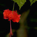 1669-hibiscus flower